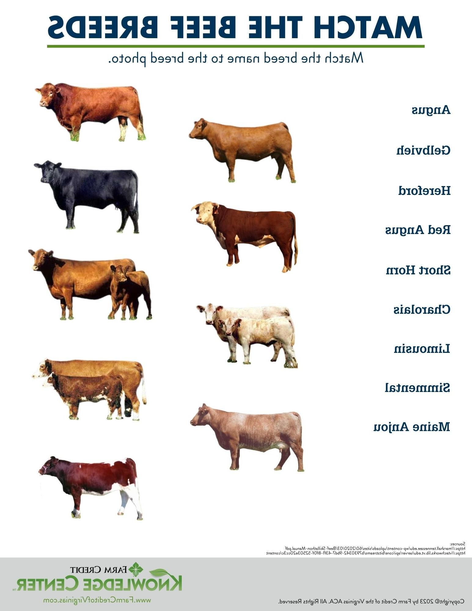 beef breeds worksheet