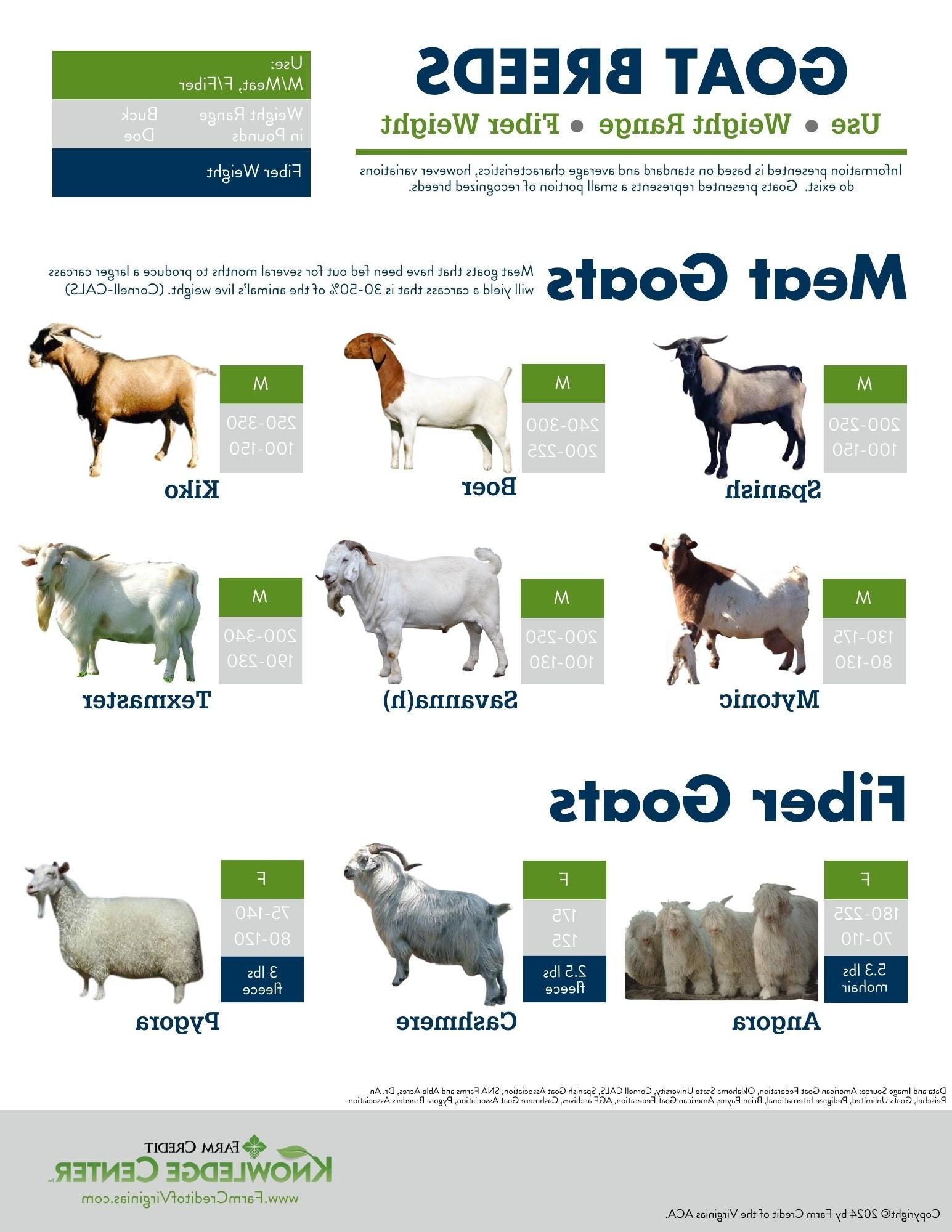 meat and fiber goat breeds infographic