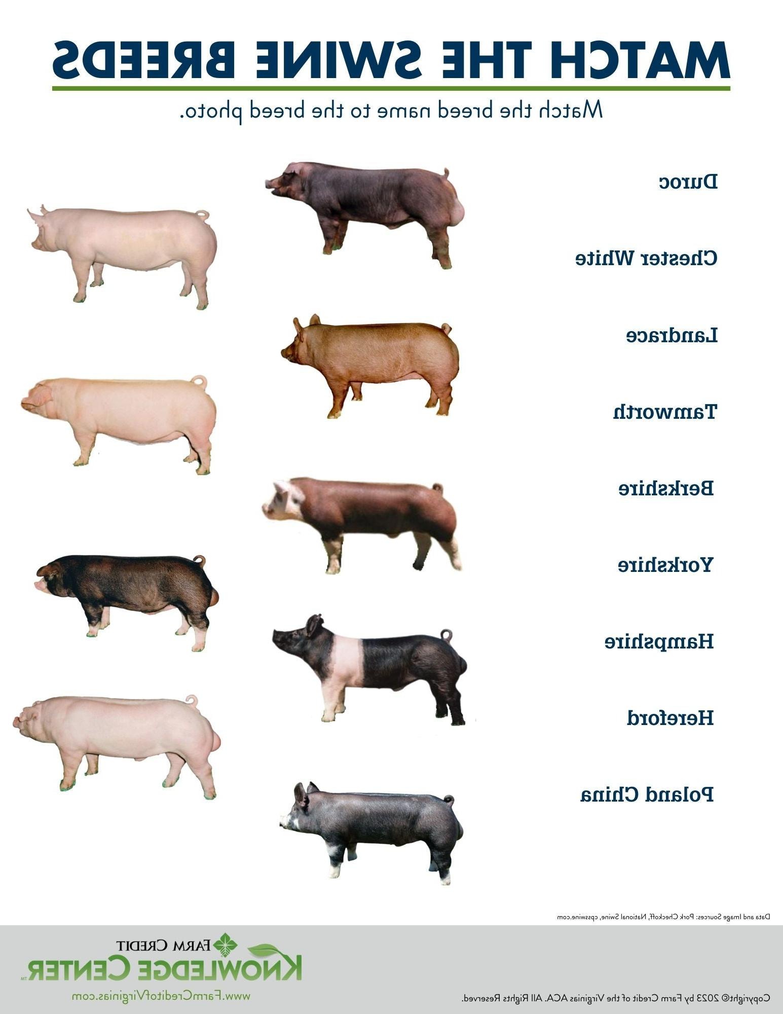 swine breed worksheet